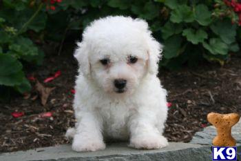 Owen - Bichon Male